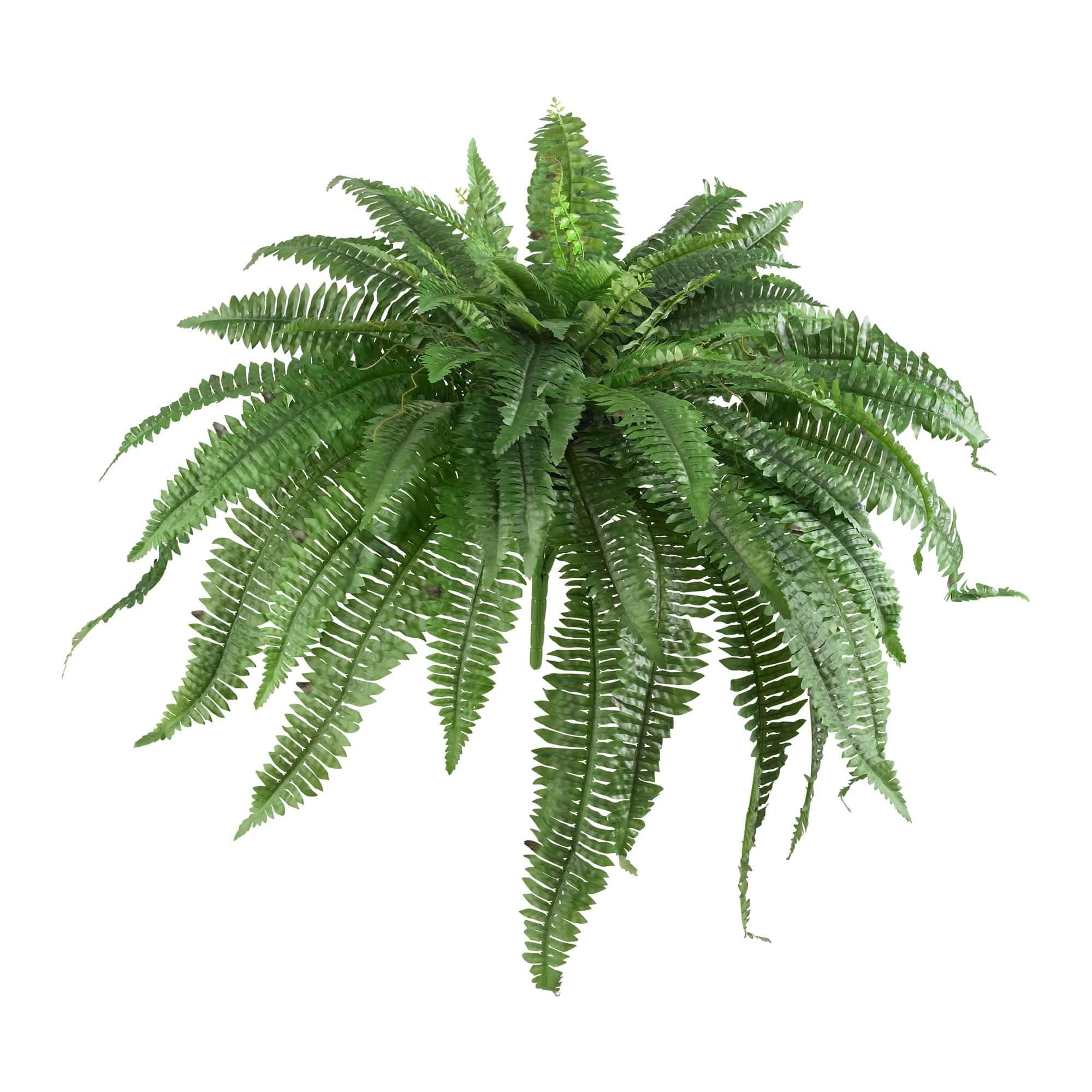 21" Boston Fern, 2ct.